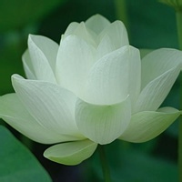 蒲公英女孩 的头像