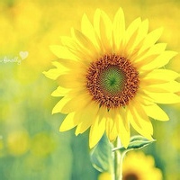 沙雕网友 的头像