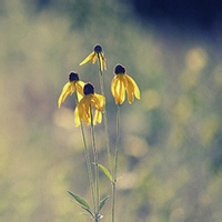 沉稳的大象 的头像